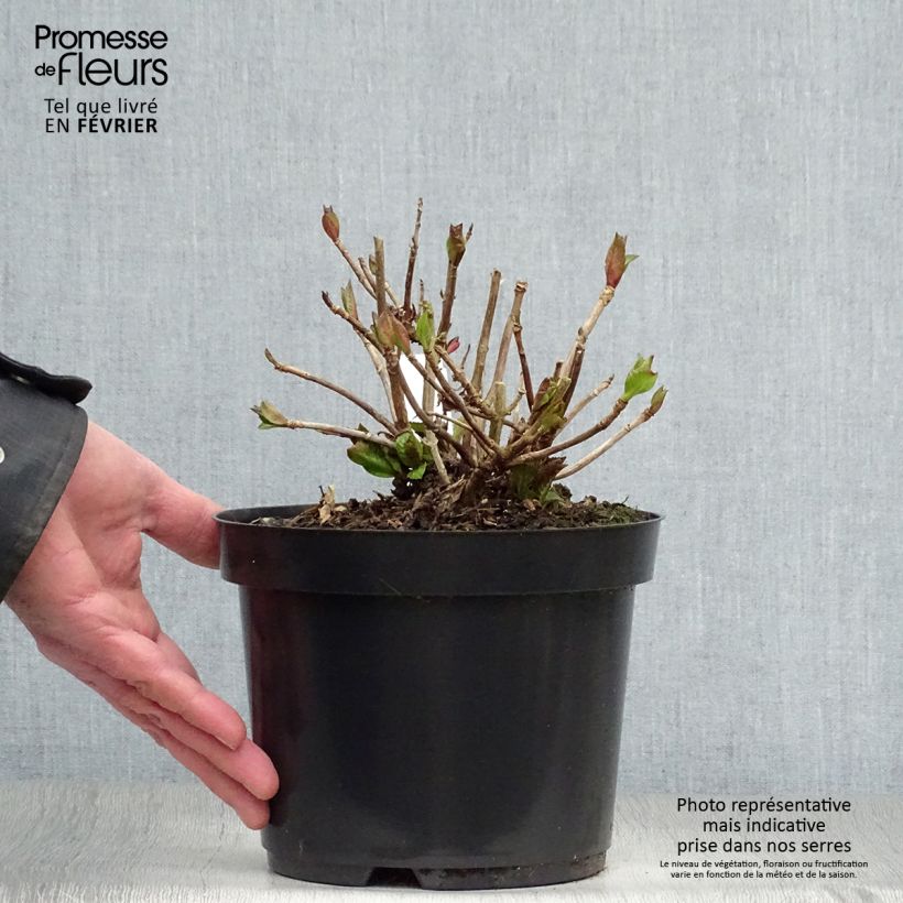 Spécimen de Hortensia - Hydrangea macrophylla Kardinal Pot de 2L/3L tel que livré en hiver