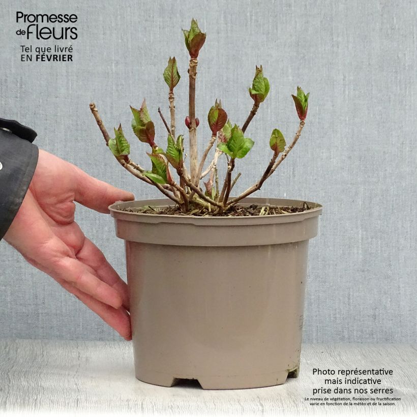 Spécimen de Hortensia - Hydrangea macrophylla Kardinal Violet Pot de 2L/3L tel que livré en hiver