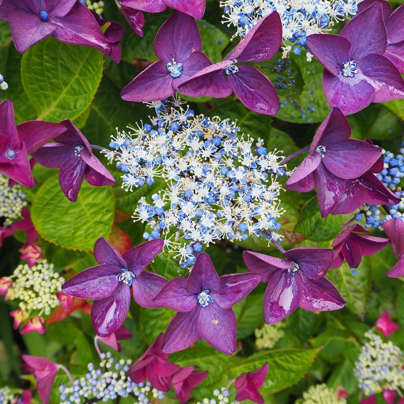 Hortensia - Hydrangea macrophylla Kardinal Violet (Floraison)