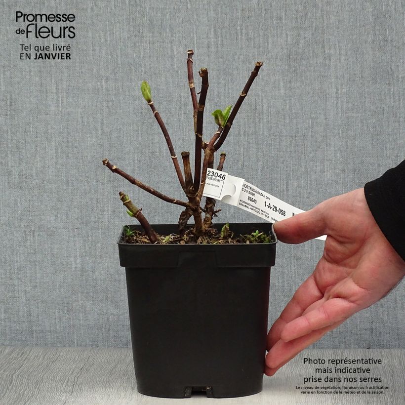 Spécimen de Hortensia - Hydrangea macrophylla Kazan Pot de 2L/3L tel que livré en hiver