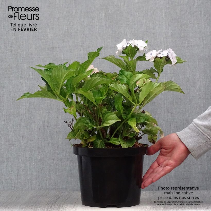 Spécimen de Hortensia - Hydrangea macrophylla Koria Pot de 4L/5L tel que livré en automne