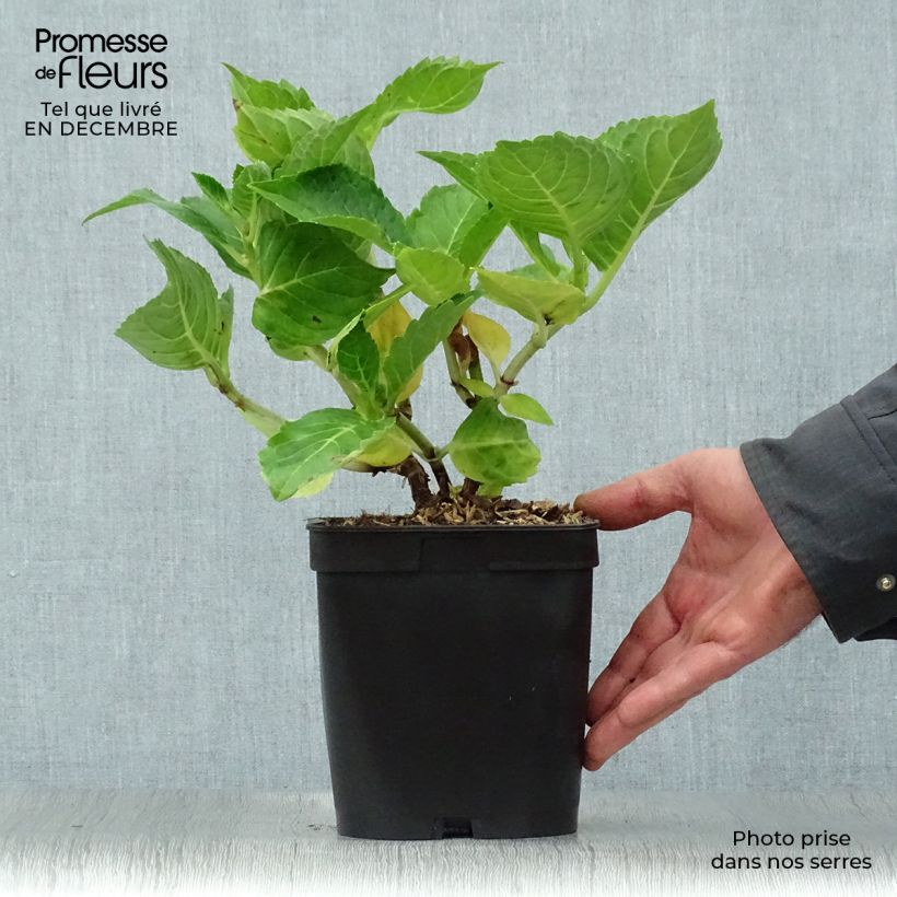 Spécimen de Hortensia - Hydrangea macrophylla La Marne  Pot de 2L/3L tel que livré en hiver