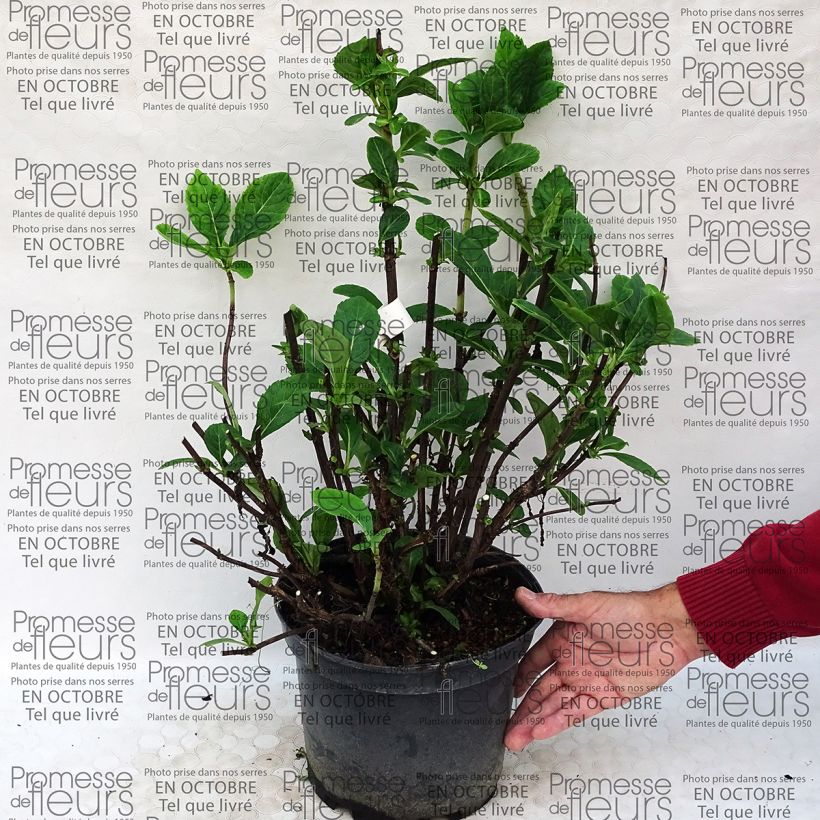 Exemple de spécimen de Hortensia - Hydrangea macrophylla La Vie en Rose Pot de 4L/5L tel que livré