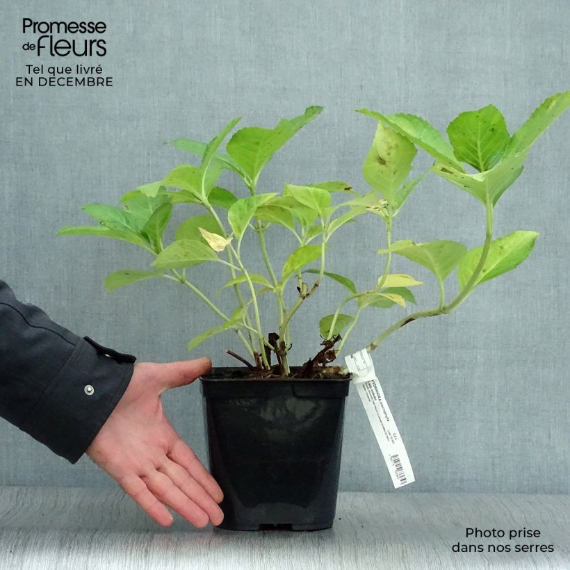 Spécimen de Hortensia - Hydrangea macrophylla Lady Nobuko Pot de 2L/3L tel que livré en hiver
