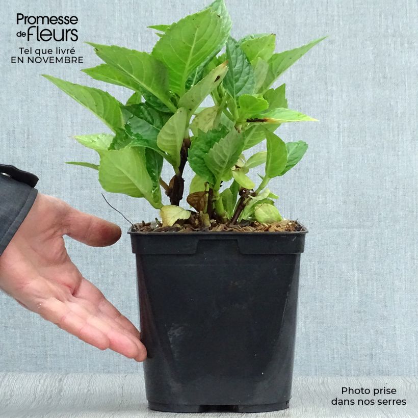Spécimen de Hortensia - Hydrangea macrophylla Leuchtfeuer Pot de 2L/3L tel que livré en automne