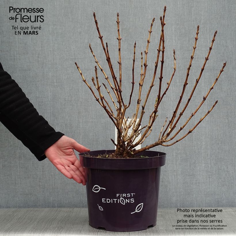 Spécimen de Hortensia - Hydrangea macrophylla Light'o'Day Pot de 7,5L/10L tel que livré en hiver