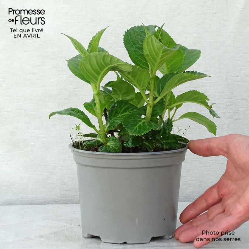 Spécimen de Hortensia - Hydrangea macrophylla Magical Noblesse Pot de 2L/3L tel que livré au printemps
