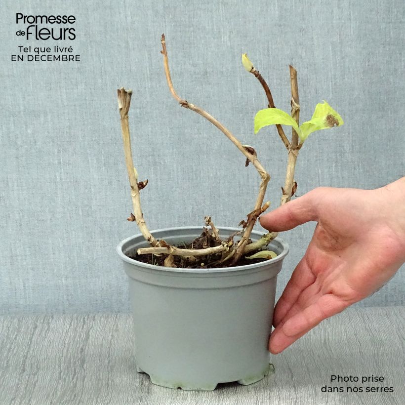 Spécimen de Hortensia - Hydrangea macrophylla Magical Noblesse Pot de 2L/3L tel que livré en hiver