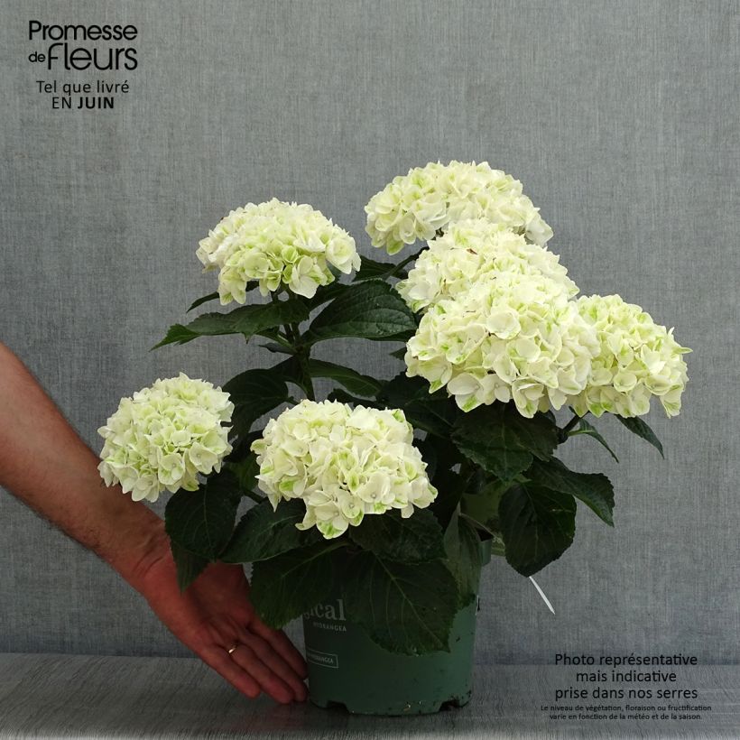 Spécimen de Hortensia - Hydrangea macrophylla Magical Noblesse Pot de 2L/3L tel que livré en été