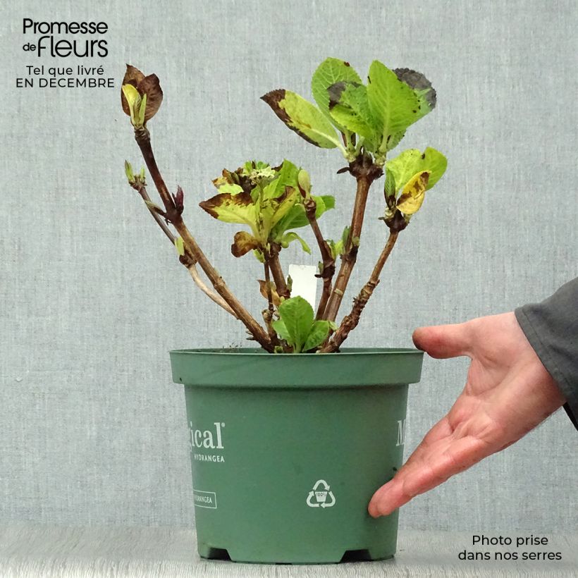 Spécimen de Hortensia - Hydrangea macrophylla Magical Revolution Rose Pot de 2L/3L tel que livré en hiver