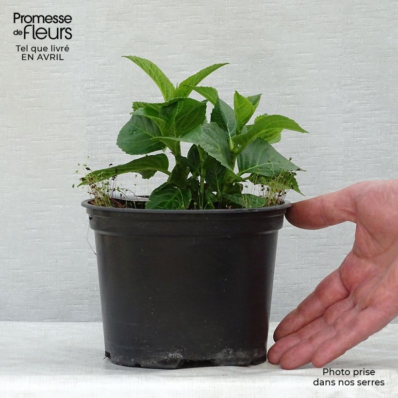 Amostra de Hortênsia macrophylla Magical Revolution Rose Vaso de 2 L/3 L tal como entregue na primavera