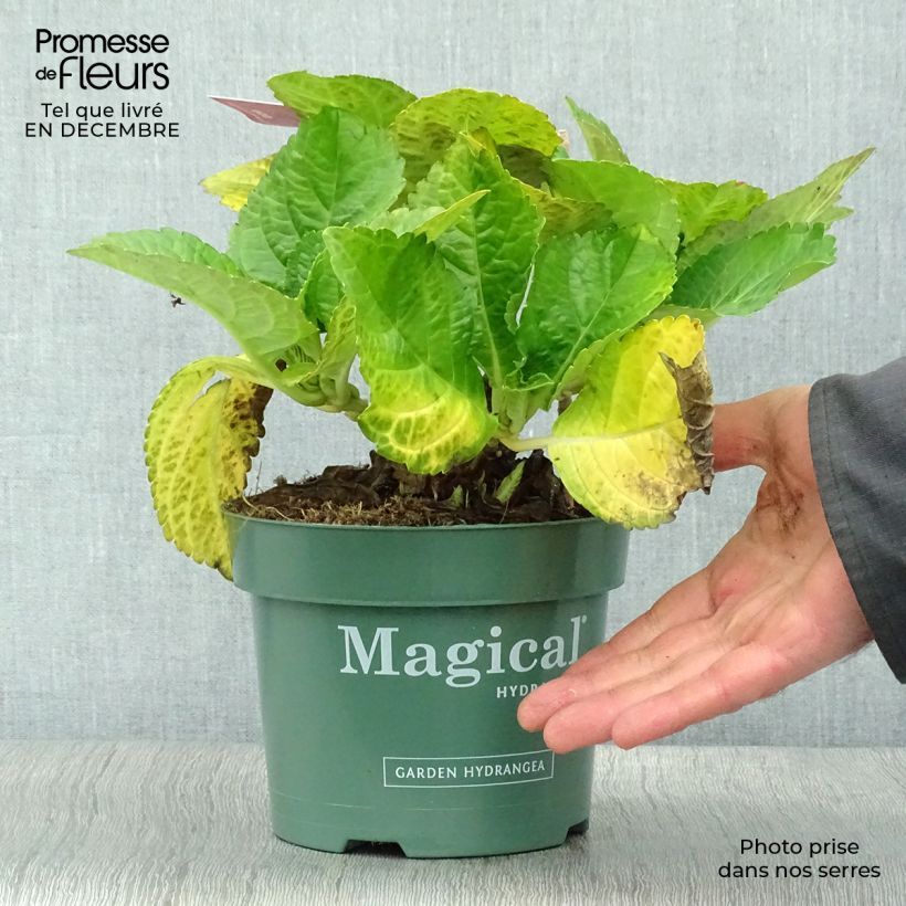 Spécimen de Hortensia - Hydrangea macrophylla Magical Ruby Tuesday Pot de 2L/3L tel que livré en hiver