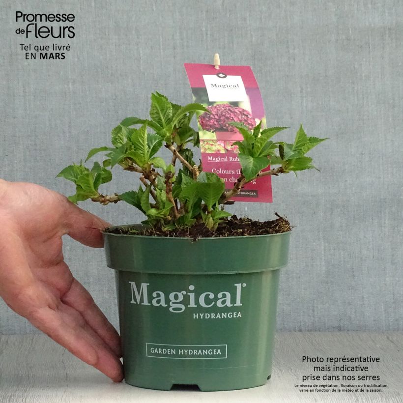 Spécimen de Hortensia - Hydrangea macrophylla Magical Ruby Tuesday Pot de 2L/3L tel que livré au printemps