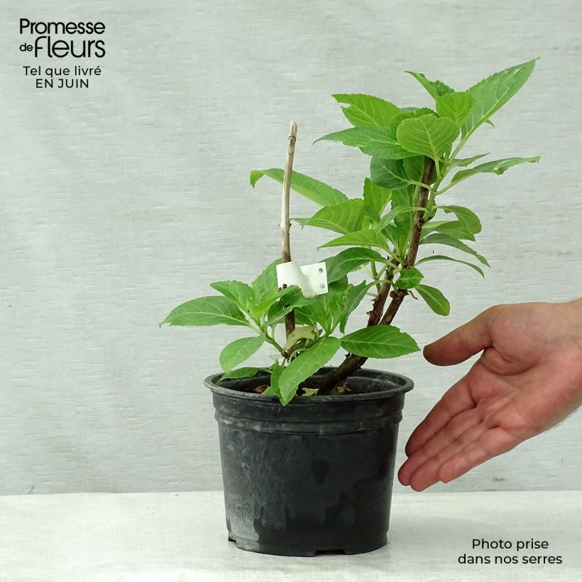 Spécimen de Hortensia - Hydrangea macrophylla Messalina Pot de 2L/3L tel que livré en été