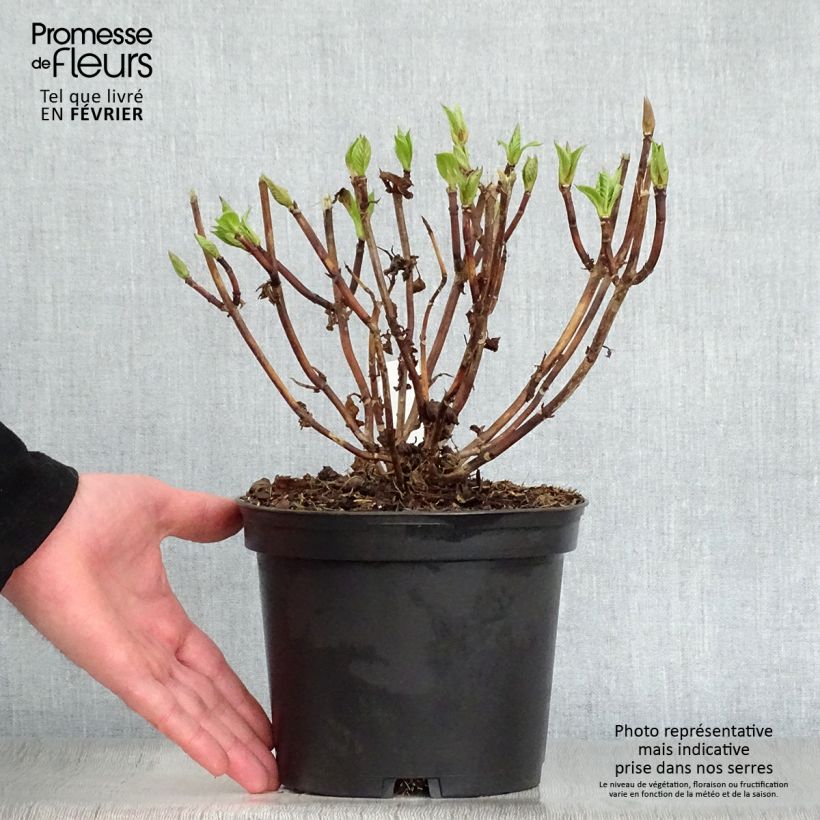 Spécimen de Hortensia - Hydrangea macrophylla Messalina Pot de 2L/3L tel que livré en hiver