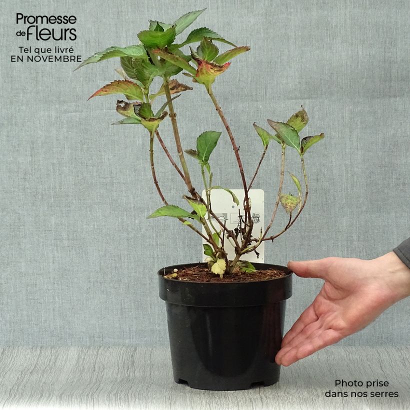 Spécimen de Hortensia - Hydrangea macrophylla Mirai Pot de 3L/4L tel que livré en automne