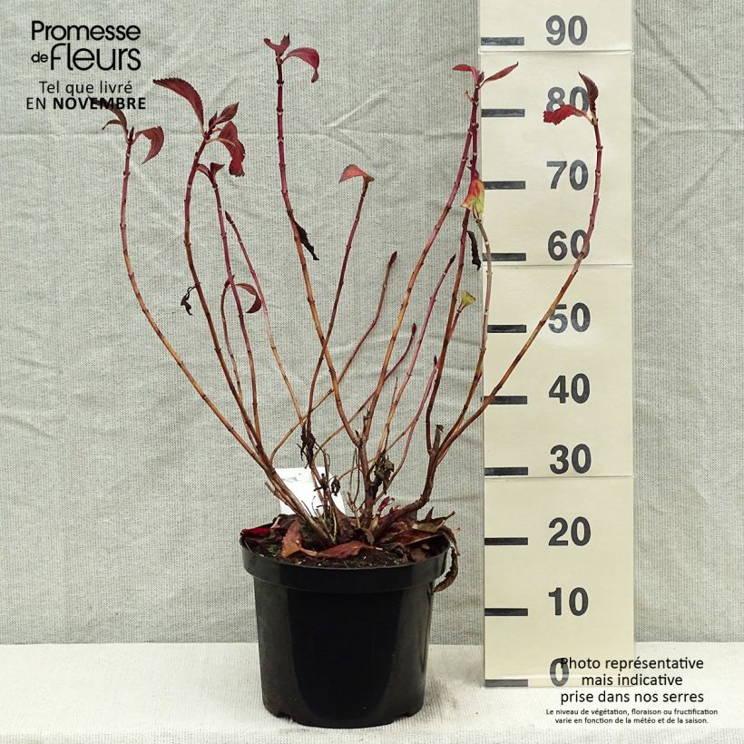 Spécimen de Hortensia - Hydrangea macrophylla Mirai Pot de 7,5L/10L tel que livré en automne
