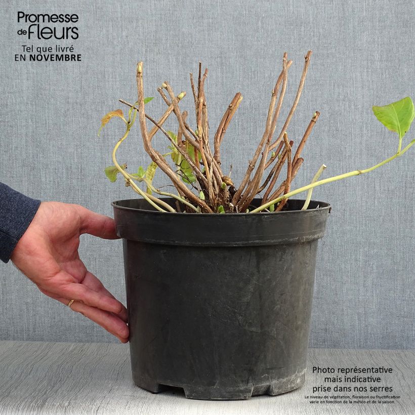 Spécimen de Hortensia - Hydrangea macrophylla Mme Emile Mouillère Pot de 7,5L/10L tel que livré en automne