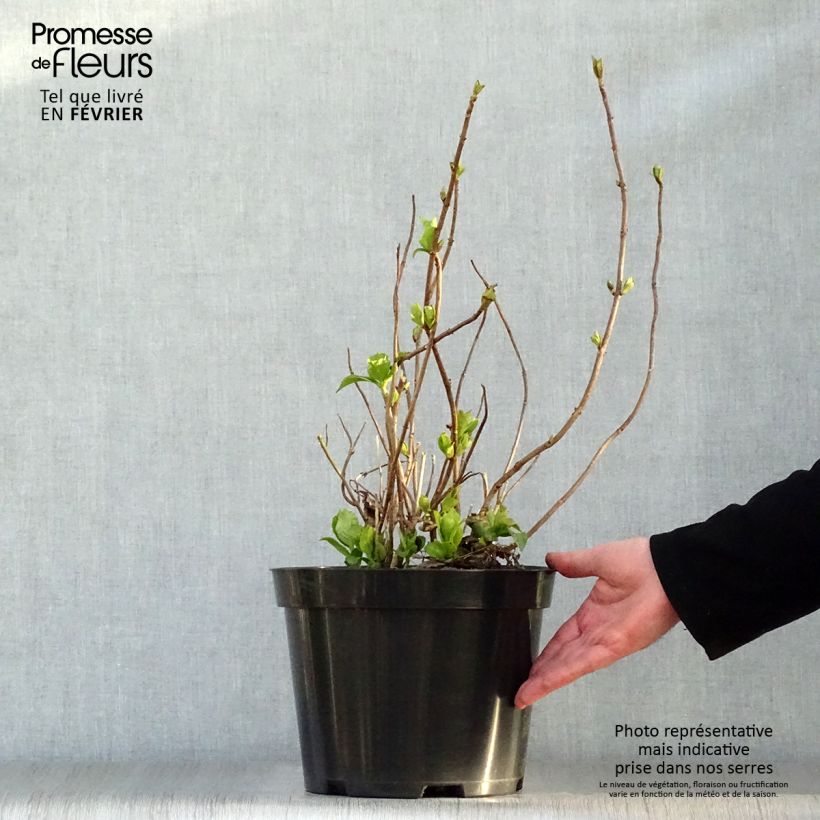 Spécimen de Hortensia - Hydrangea macrophylla Mme Emile Mouillère Pot de 7,5L/10L tel que livré en hiver