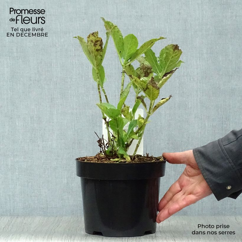 Spécimen de Hortensia - Hydrangea macrophylla Mme Emile Mouillère Pot de 3L/4L tel que livré en hiver
