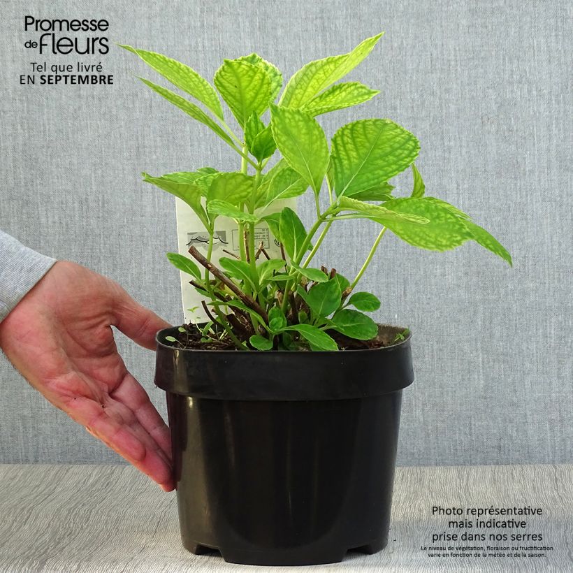 Spécimen de Hortensia - Hydrangea macrophylla Mme Emile Mouillère Pot de 3L/4L tel que livré en automne