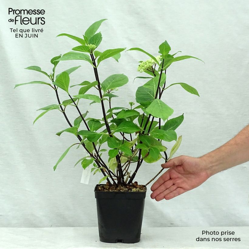 Spécimen de Hortensia - Hydrangea macrophylla Nigra Pot de 2L/3L tel que livré en été