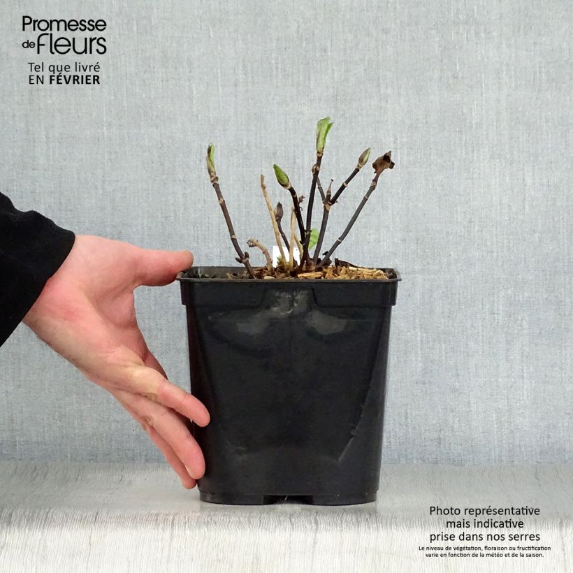 Spécimen de Hortensia - Hydrangea macrophylla Nigra Pot de 2L/3L tel que livré en hiver