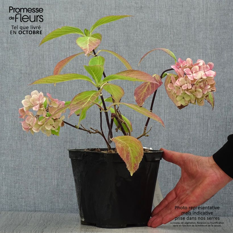 Spécimen de Hortensia - Hydrangea macrophylla Nigra Pot de 2L/3L tel que livré en automne