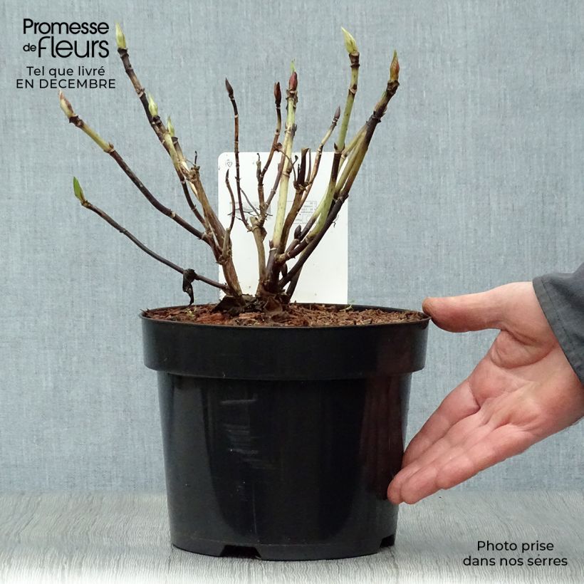 Spécimen de Hortensia - Hydrangea macrophylla Nikko Blue Pot de 2L/3L tel que livré en hiver