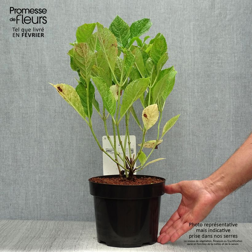 Spécimen de Hortensia - Hydrangea macrophylla Nikko Blue Pot de 2L/3L tel que livré en automne