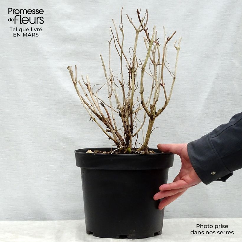 Spécimen de Hortensia - Hydrangea macrophylla Nikko Blue Pot de 7,5L/10L tel que livré au printemps