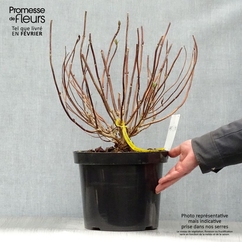 Spécimen de Hortensia - Hydrangea macrophylla Nikko Blue Pot de 7,5L/10L tel que livré en hiver