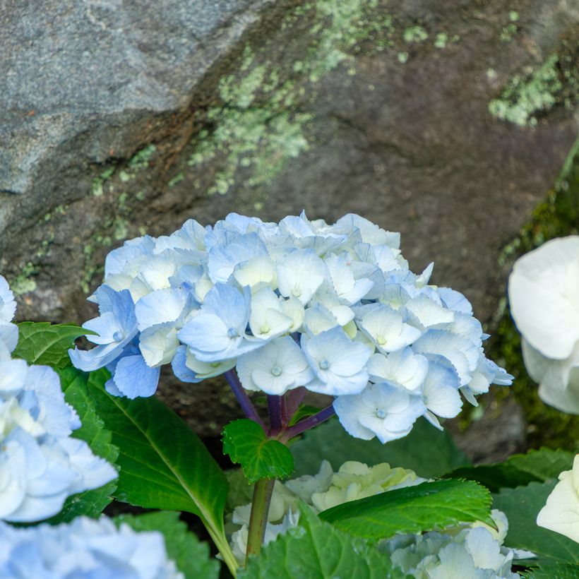 Hortensia - Hydrangea macrophylla Nikko Blue (Floraison)