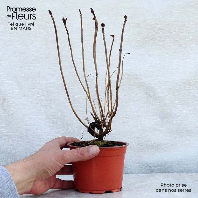 Spécimen de Hortensia - Hydrangea macrophylla Nikko Blue Godet de 8/9 cm tel que livré au printemps