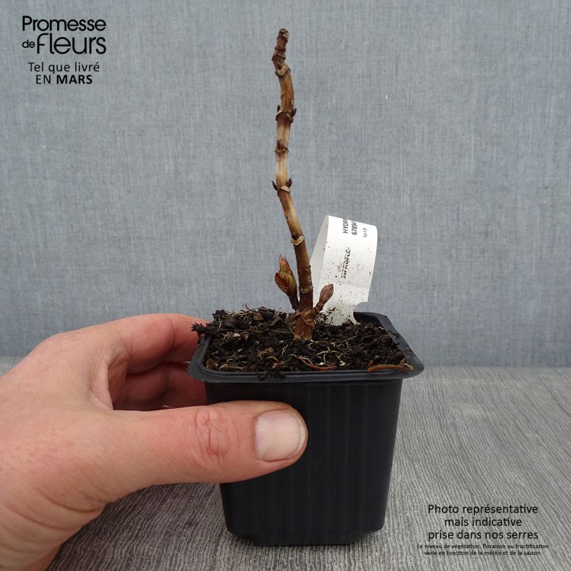 Spécimen de Hortensia - Hydrangea macrophylla Nikko Blue Godet de 8/9 cm tel que livré en hiver