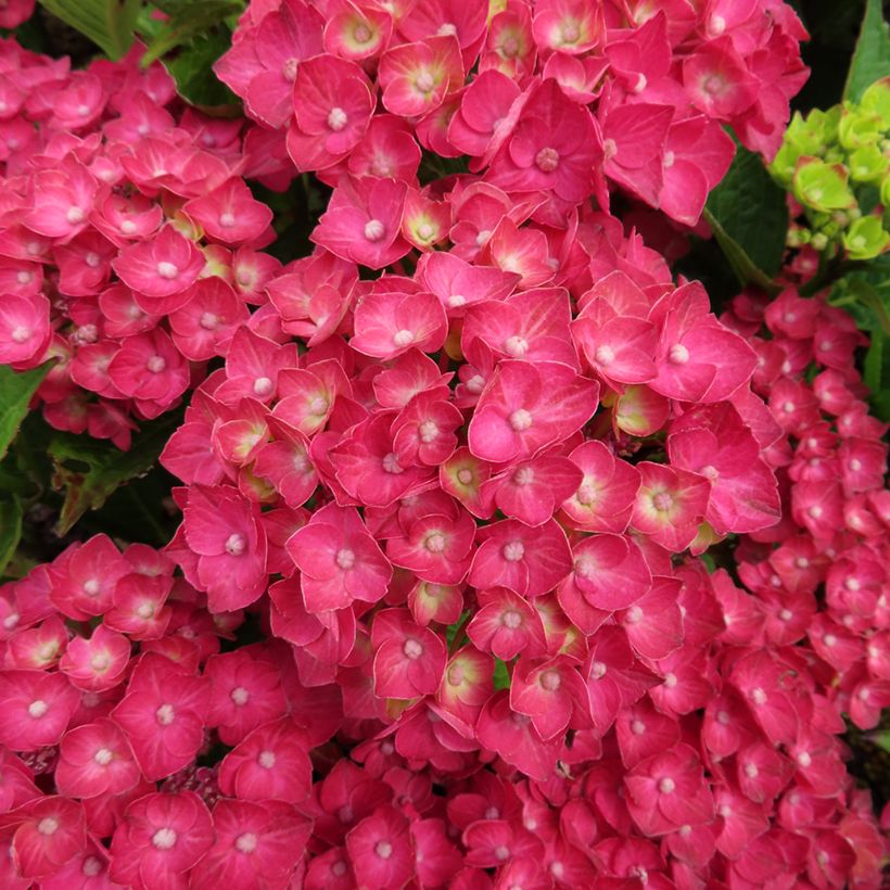 Hortensia - Hydrangea macrophylla Rebellion Choco Love (Floraison)