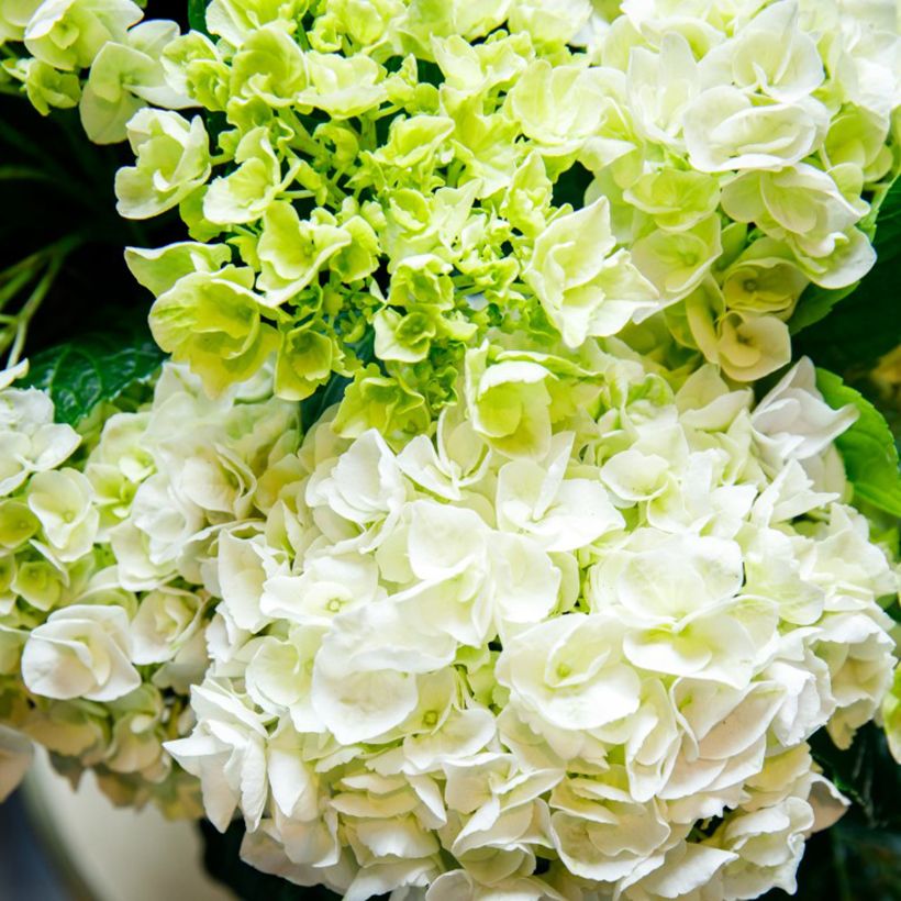 Hortensia - Hydrangea macrophylla Rembrandt Elegant Rosa (Floraison)