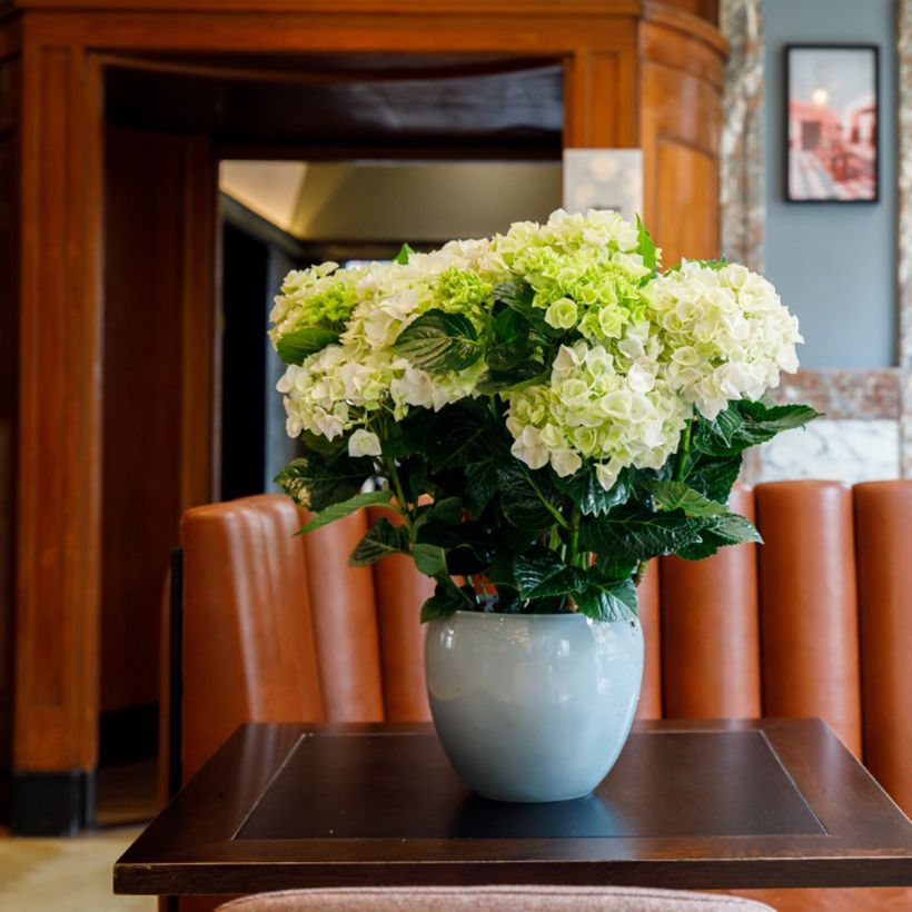 Hortensia - Hydrangea macrophylla Rembrandt Elegant Rosa (Port)
