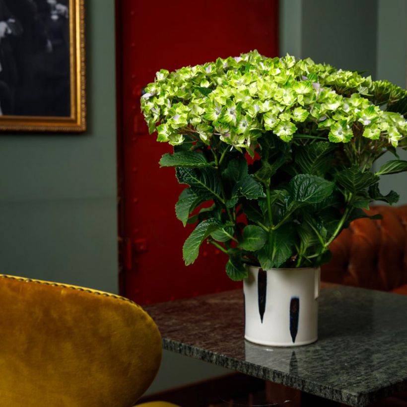 Hortensia - Hydrangea macrophylla Rembrandt Vibrant Verde (Port)