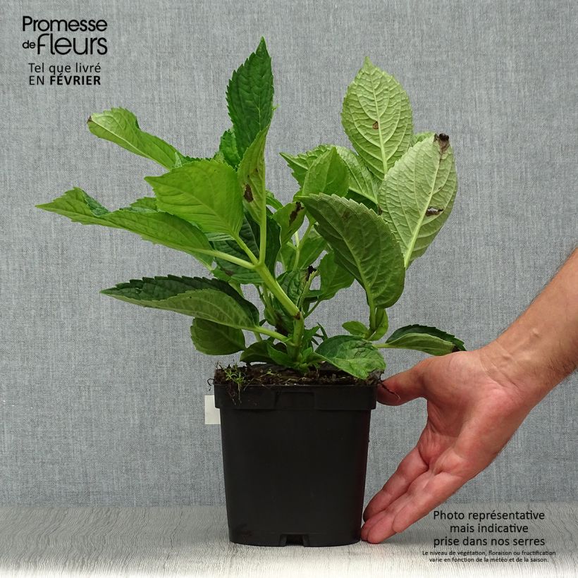 Spécimen de Hortensia - Hydrangea macrophylla Renate Steiniger Pot de 2L/3L tel que livré en automne