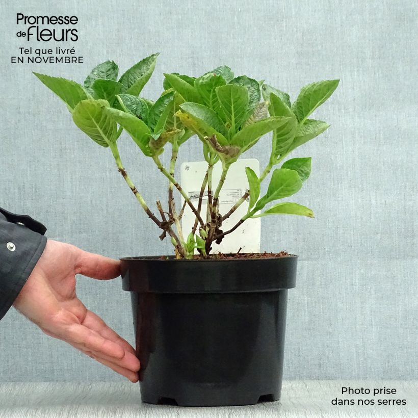 Spécimen de Hortensia - Hydrangea macrophylla Rosita Pot de 2L/3L tel que livré en automne