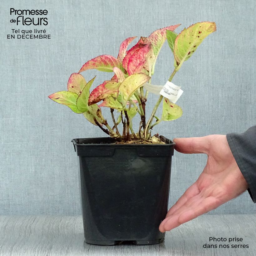 Spécimen de Hortensia - Hydrangea macrophylla Rotschwanz  Pot de 2L/3L tel que livré en hiver