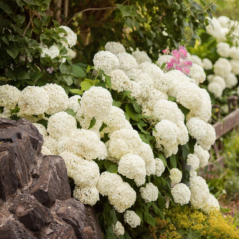 Hortensia - Hydrangea macrophylla Schneeball (Port)