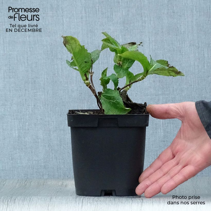 Spécimen de Hortensia - Hydrangea macrophylla So Long Sunny Pot de 2L/3L tel que livré en hiver