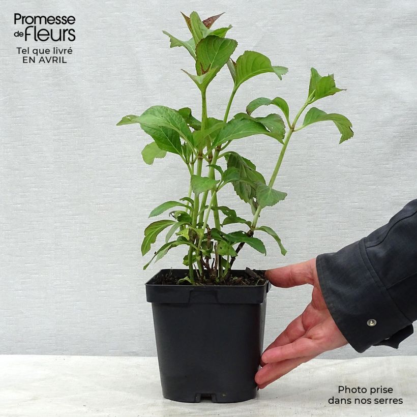 Amostra de Hortênsia macrophylla So Long Sunny Vaso de 2 L/3 L tal como entregue na primavera