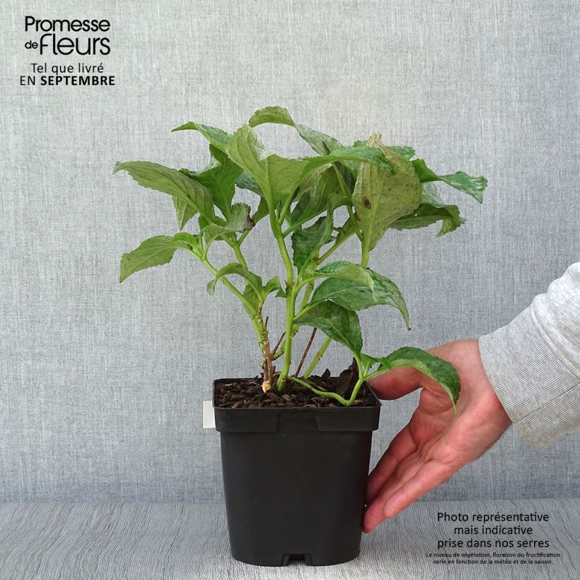 Spécimen de Hortensia - Hydrangea macrophylla So Long Sunny Pot de 2L/3L tel que livré en automne