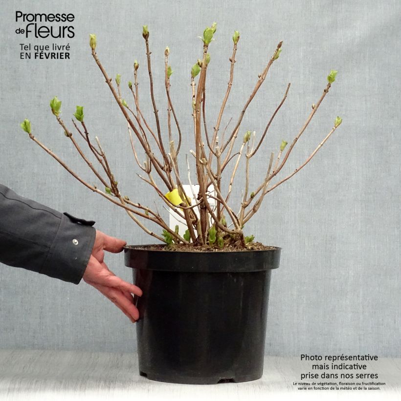 Spécimen de Hortensia - Hydrangea macrophylla Sœur Thérèse Pot de 7,5L/10L tel que livré en hiver