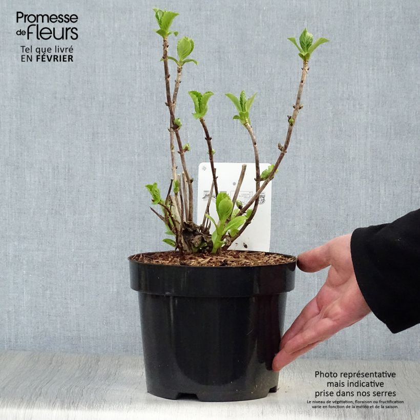Spécimen de Hortensia - Hydrangea macrophylla Sœur Thérèse Pot de 2L/3L tel que livré en hiver