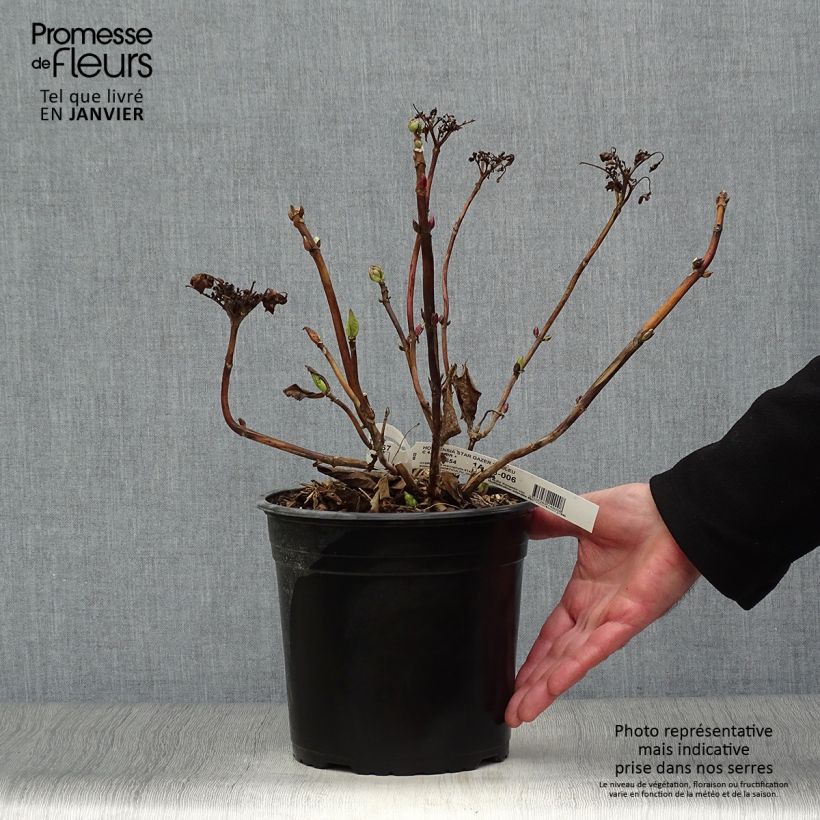 Spécimen de Hortensia - Hydrangea macrophylla Star Gazer Bleu Pot de 4L/5L tel que livré en hiver