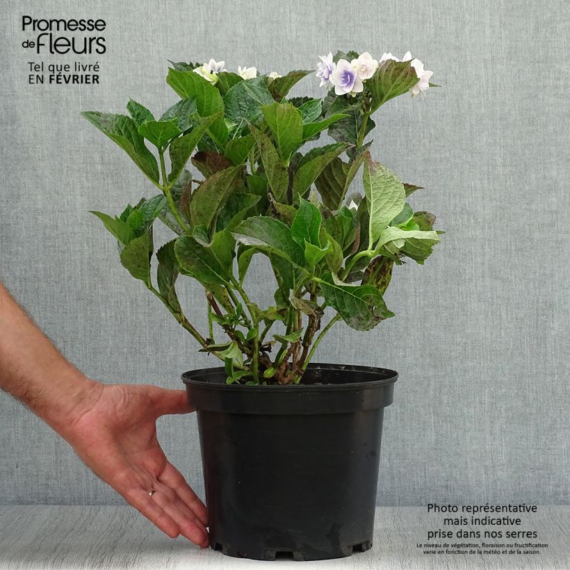 Spécimen de Hortensia - Hydrangea macrophylla Stargazer Pot de 4L/5L tel que livré en automne